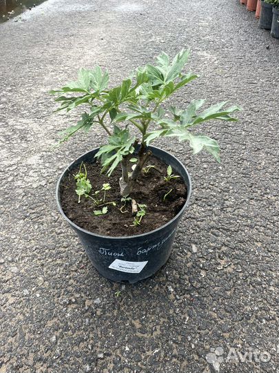 Пион Ито Bartzella (Бартзелла)