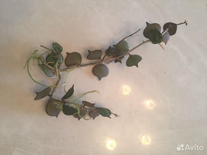 Хойя curtisii. Кринкл-8