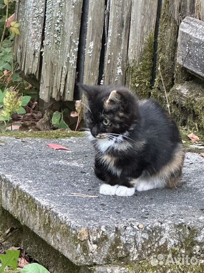 Котята в добрые руки бесплатно