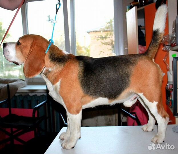 Поводок -контроллер