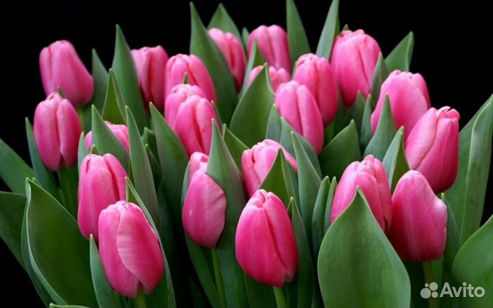 Тюльпаны луковица. Трезор