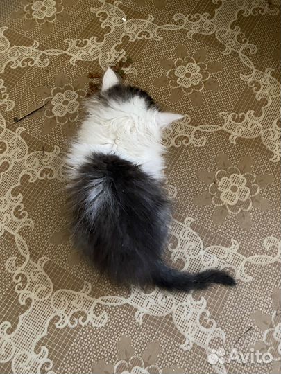 Белый пушистый кот приучен к лотку