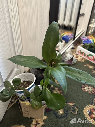 Диффенбахия и другие комнатные цветы