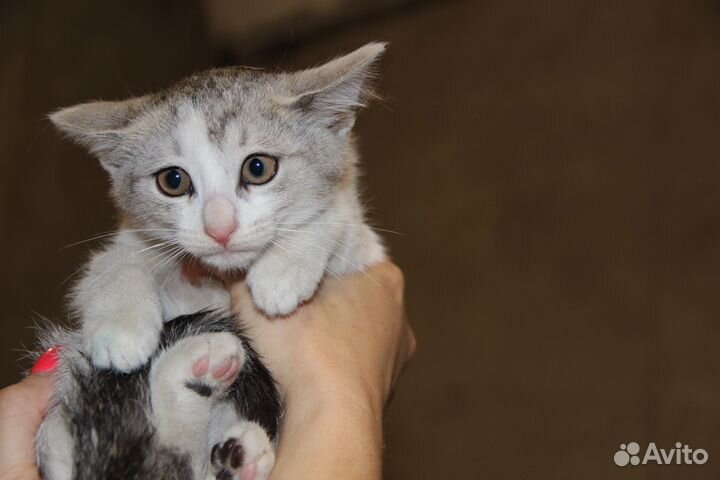 Котенок