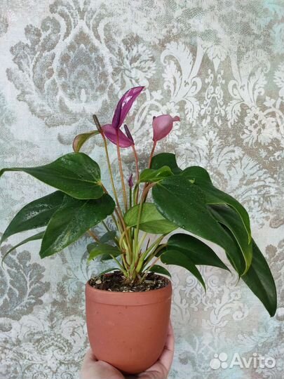 Антуриум зизу