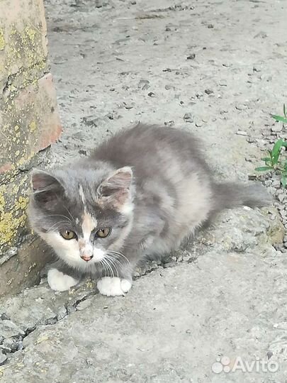 Котята