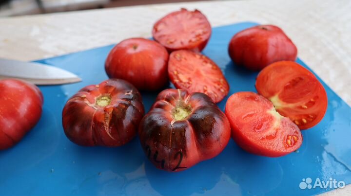 Рассада коллекционных томатов