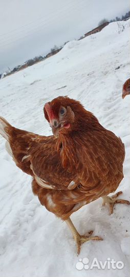 Куры молодки