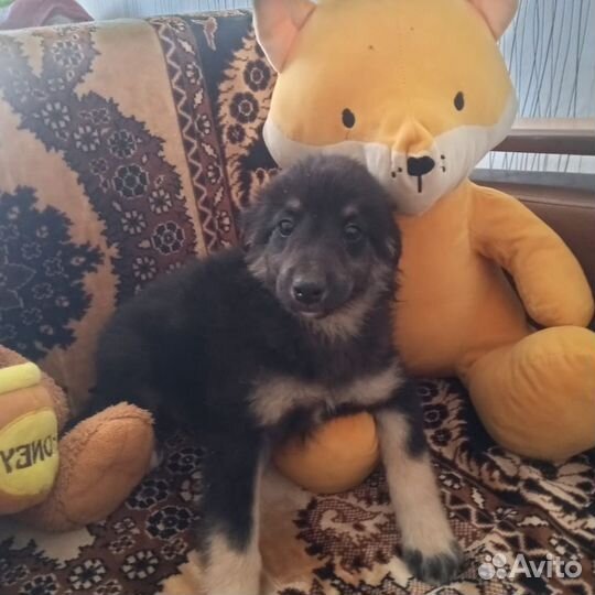 Подарите мне семью