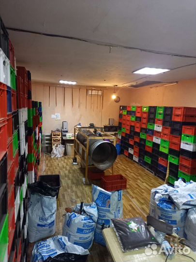 Червь Дендробена Венетта