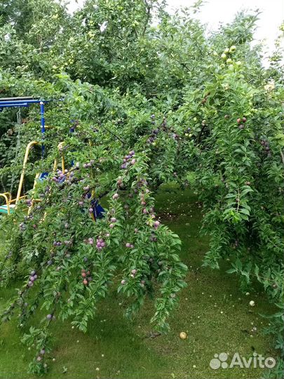 Продам: хвойные растения, декоративные кустарники