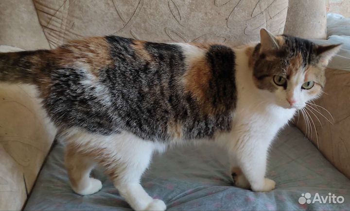 Кошка Стелла