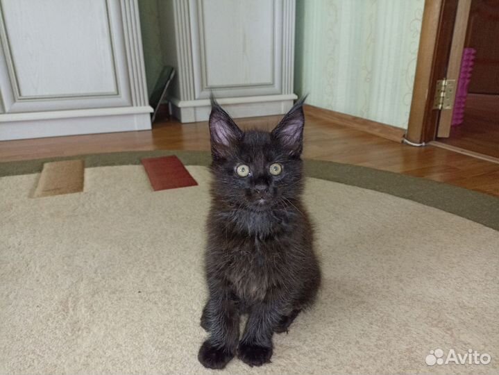 Кошки мейн-кун
