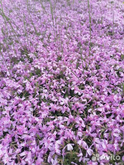 Флокс шиловидный (многолетний)