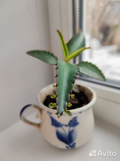 Каланхоэ лечебное