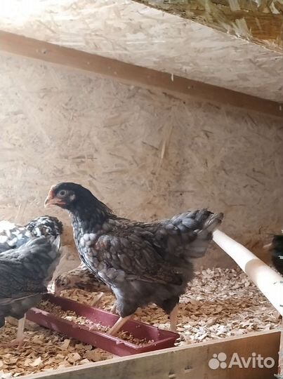 Цыплята Барневельдер