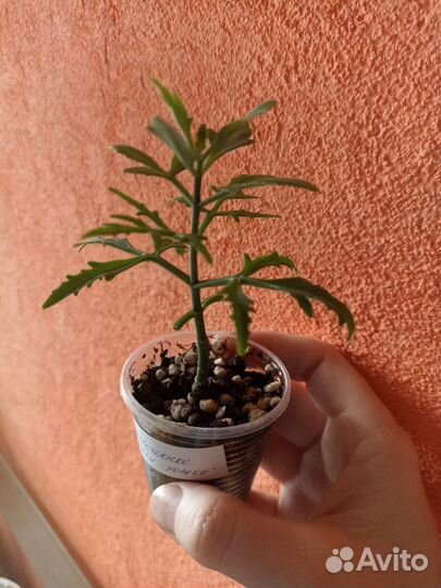 Крассула, гибискус, каланхое, алое, гастерия