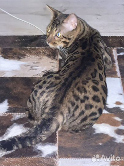 Бенгальский кот вязка