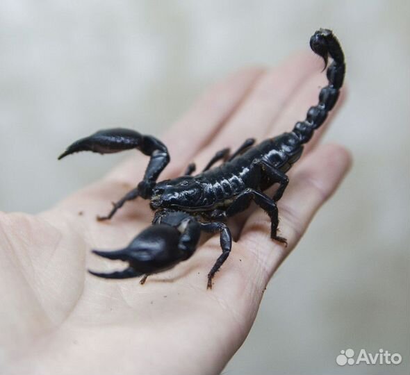 Гетерометрус (безопасный скорпион)