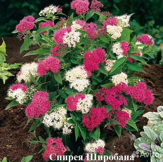 Спирея в ассортименте