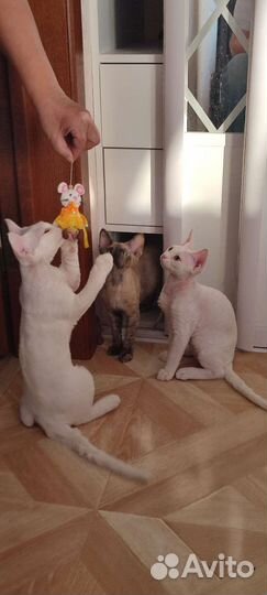 Котята породы Девон Рекс