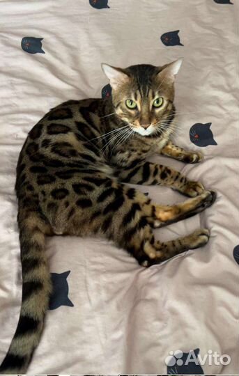 Бенгальский кот