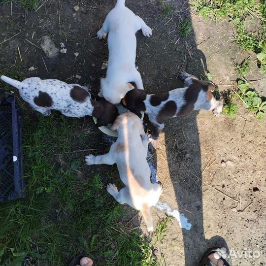 Щенки курцхаара