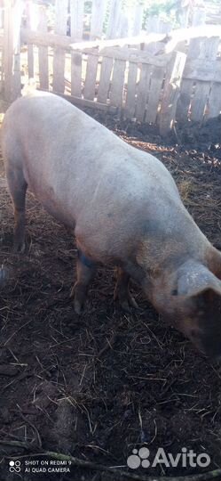 Хряк дюрок 1 год