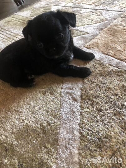 Щенки чихуахуа мини