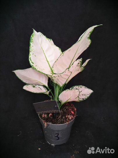 Аглаонема супер вайт 12/30