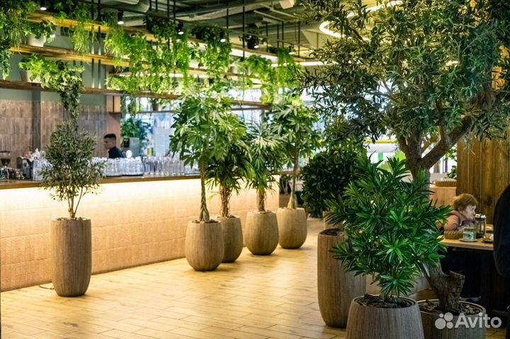 Растения комнатные крупные для офиса