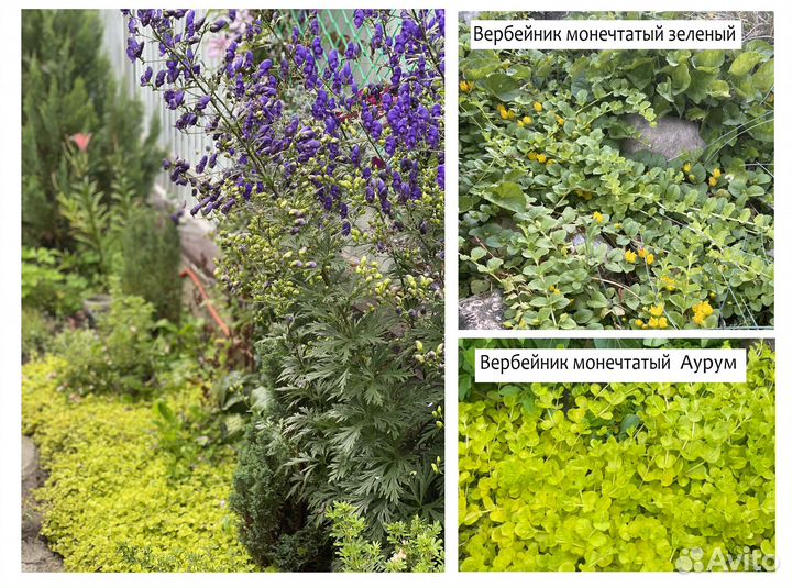 Почвопокровные растения. Ирис карликовый Астранция