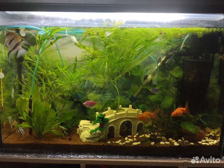 Аквариум