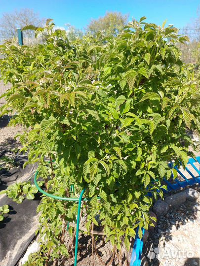 Малиновое дерево 