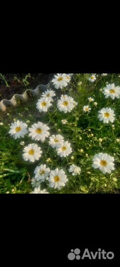 Ромашка Голландская