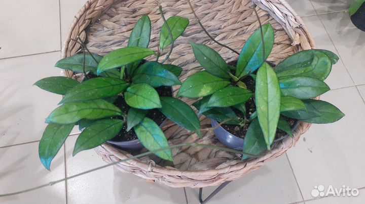 Хойя крассипетиолата