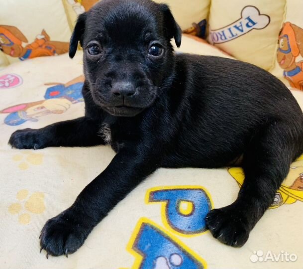 Ксолоинцкуинтли мексиканская голая собака