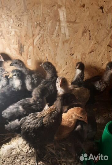 Цыплята, утята, молодые петушки