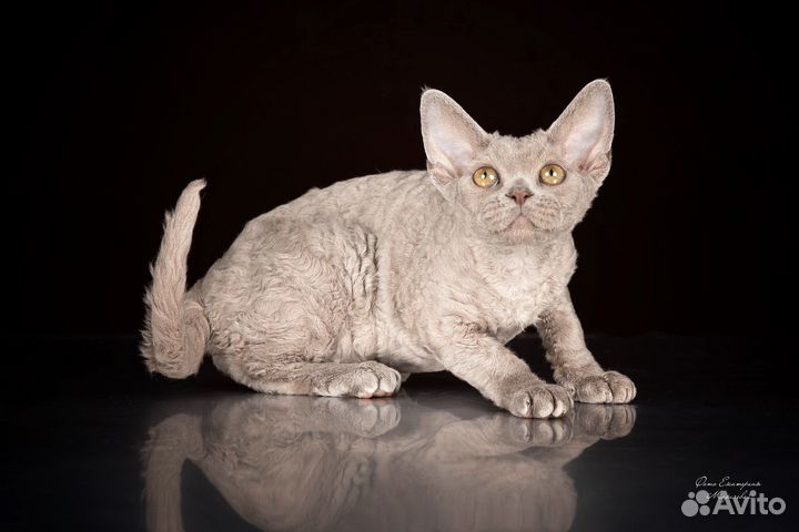 Котята девон-рекс