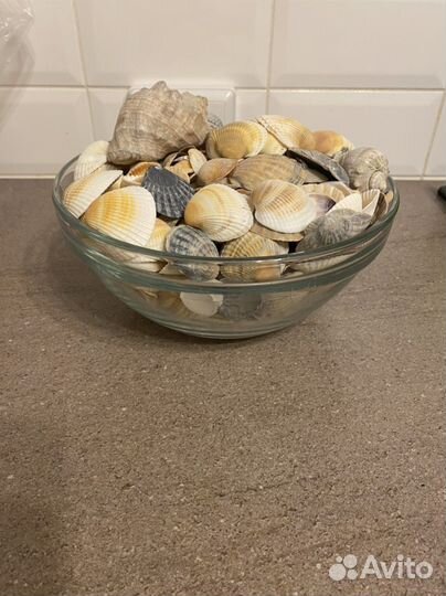 Ракушки