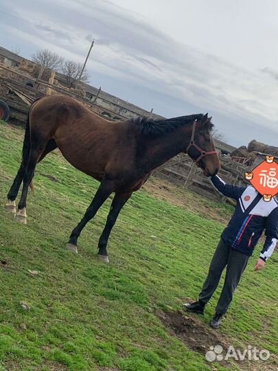 Жеребец 2,10месяцев