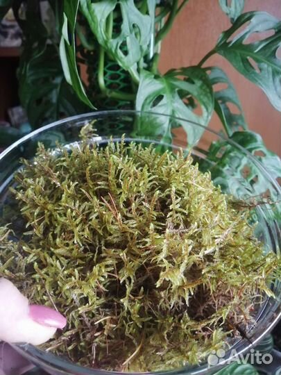 Мох живой, ягель