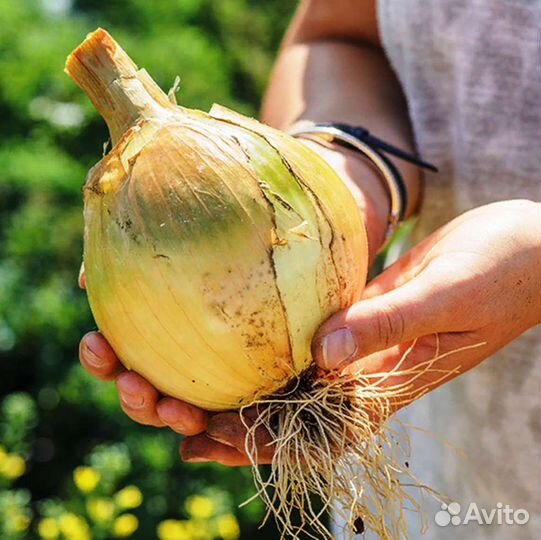 Рассада лук Эксибишен