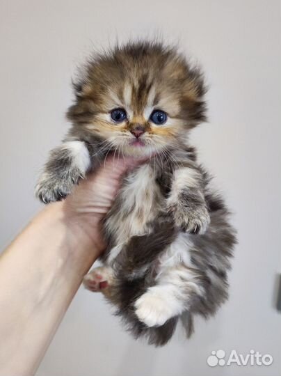 Кошка шотландская длинношерстная