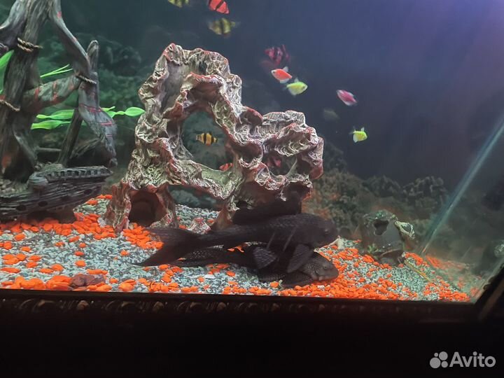 Взрослые сомы