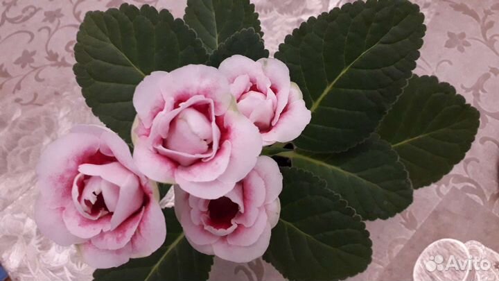 Глоксиния,тидея,колерия