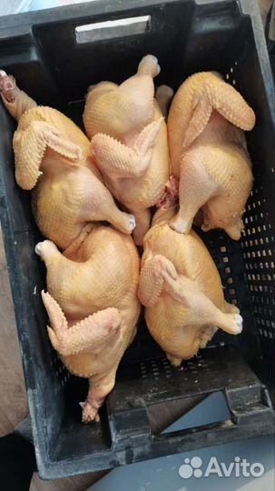 Домашние куры бройлеры