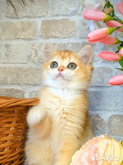 Шотландские котята золотая шиншилла