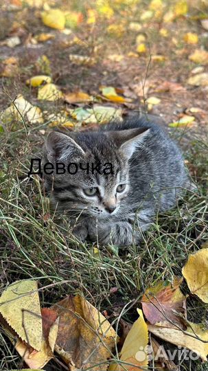 Котята