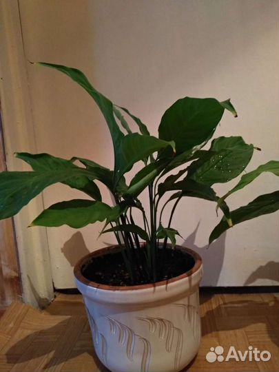 Спатифиллум